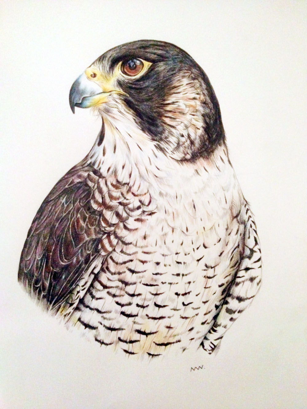Hawk, Falcon or Eagle Head Mascot Set Vector Illustration on White  Background Stock Vector - Illustration of head, hawk: 84689844